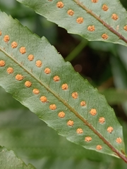 Goniophlebium persicifolium