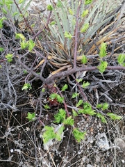 Bursera morelensis