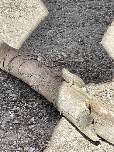 iNaturalist observation photo of Southern Sagebrush Lizard
