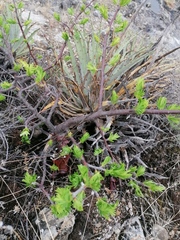 Bursera morelensis