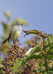Anairetes flavirostris