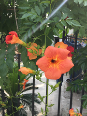 Campsis grandiflora