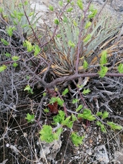 Bursera morelensis