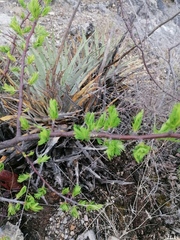 Bursera morelensis