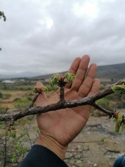 Bursera esparzae