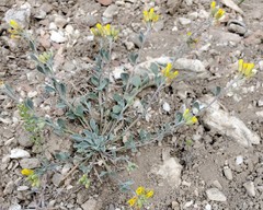 Physaria occidentalis