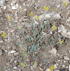 Physaria occidentalis