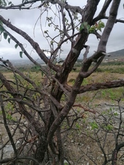 Bursera esparzae