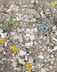 Physaria occidentalis