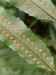 Goniophlebium persicifolium