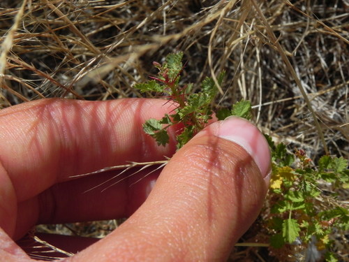 Image of Rosa minutifolia by (c) James C. Davis, some rights reserved (CC BY-SA)
