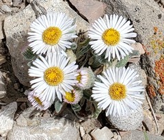 Erigeron concinnus