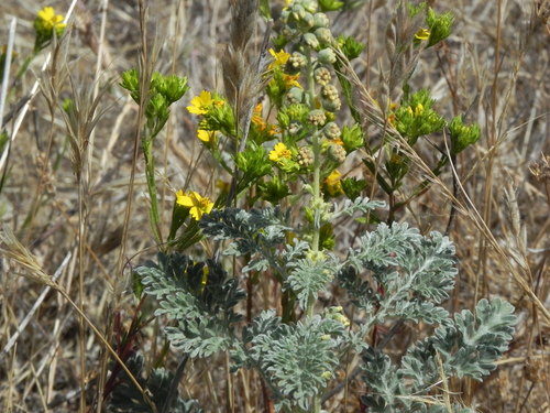 Dwarf bur ragweed (Ambrosia pumila)