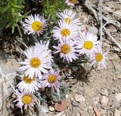 Erigeron concinnus