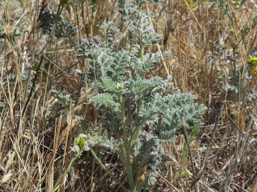 Image of Ambrosia pumila by (c) James C. Davis, some rights reserved (CC BY-SA)