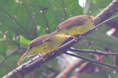 Tricholestes criniger