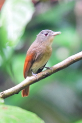 Rufous-Winged Philentoma photo 1
