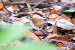 Pellorneum capistratum