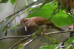 Rubigula erythropthalmos
