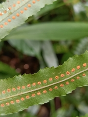 Goniophlebium persicifolium
