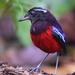 Black-crowned Pitta - Photo (c) Tan Kok Hui, some rights reserved (CC BY-NC), uploaded by Tan Kok Hui