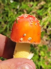 Amanita parcivolvata