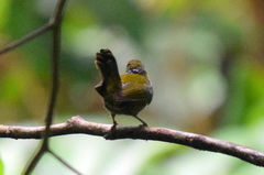 Kurochkinegramma hypogrammicum