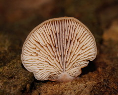 Lentinellus pulvinulus