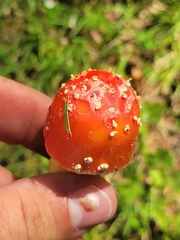 Amanita parcivolvata
