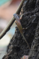 Sphenomorphus sabanus