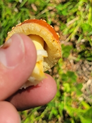 Amanita parcivolvata