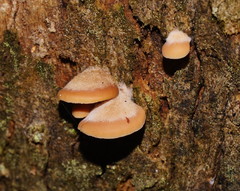 Lentinellus pulvinulus