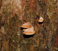 Lentinellus pulvinulus