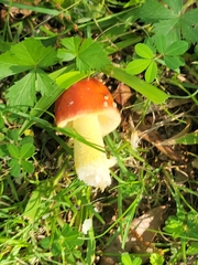 Amanita parcivolvata