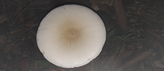 Amanita imazekii