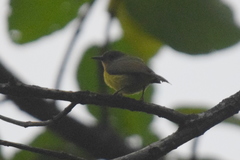 Chalcoparia singalensis