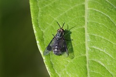 Chrysops niger