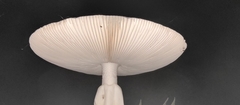 Amanita imazekii