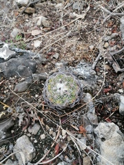 Coryphantha elephantidens