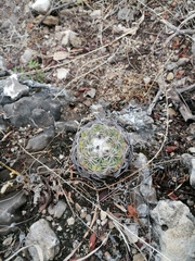 Coryphantha elephantidens