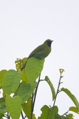 Chloropsis cyanopogon