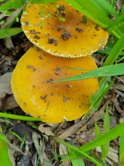 Amanita flavorubens