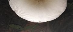 Amanita imazekii