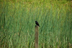 Agelaius phoeniceus caurinus