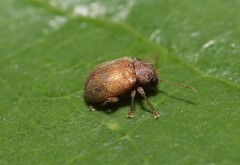 Demotina modesta
