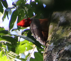 Campephilus rubricollis