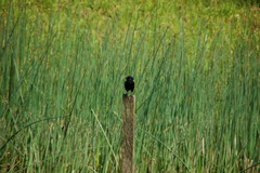 Agelaius phoeniceus caurinus