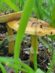 Amanita flavorubens