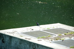 Agelaius phoeniceus caurinus