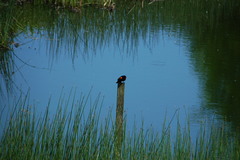 Agelaius phoeniceus caurinus